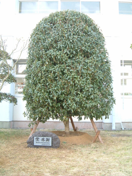 長崎東中学校・高等学校植樹碑